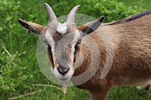 Closeup shot of domestic goat (Capra hircus) in green field