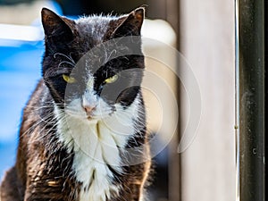 Closeup shot of domesticated cat on a blurred background