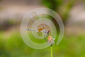 Dragonfly balance.