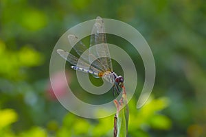 Dragonfly balance.