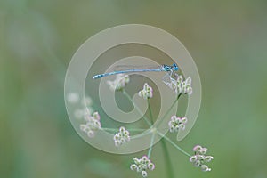 Closeup shot of dragonfly on white meadow flower yarrow