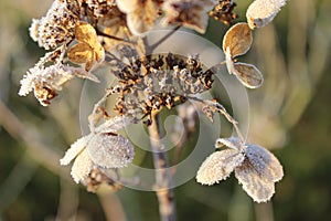 Closeup shot of dried hortensia with a thin layer of frost