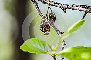 Closeup shot of a dried mulberries on a tree branch