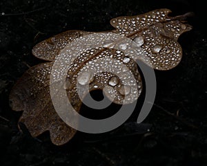 Closeup shot of dried oak leaf with water drops on the gr