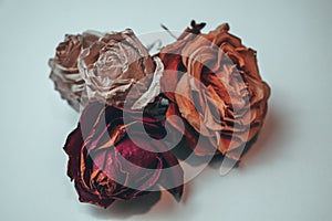 Closeup shot of dried rose buds on a white surf