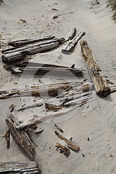 Closeup shot of driftwood on the sand  in Kaersgaard Strand, Denmark