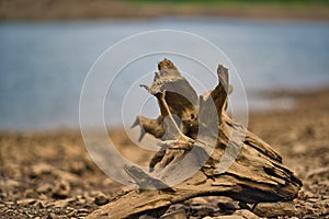 Closeup shot of driftwood on the shore of the Goldisthal pumped storage plant, Germany