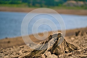 Closeup shot of driftwood on the shore of the Goldisthal pumped storage plant, Germany