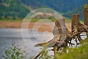 Closeup shot of driftwood on the shore of the Goldisthal pumped storage plant, Germany