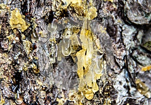 Closeup shot of drops of resin on a pine bark