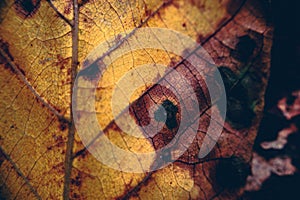 Closeup shot of dry autumn leaf