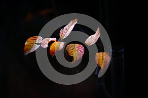 Closeup shot of a dry autumn leaf