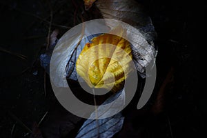Closeup shot of a dry autumn leaf