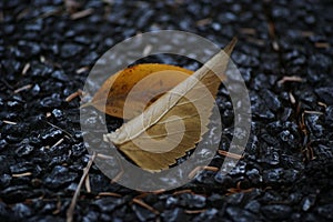 Closeup shot of a dry autumn leaf