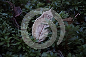 Closeup shot of a dry autumn leaf on dark blurry background