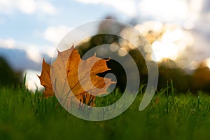 Closeup shot of a dry autumn leaf on the green grass in a field