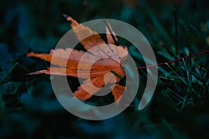 Closeup shot of a dry autumn leaf on green grass in a park