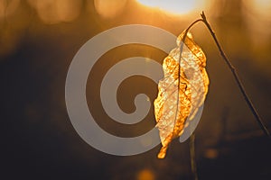 Closeup shot of a dry autumn leaf in a park during sunset in Pola