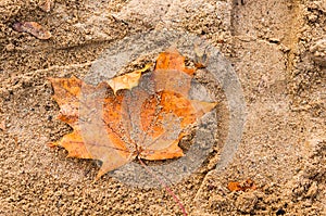 Closeup shot of dry autumn leaf on soil
