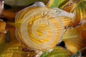 Closeup shot of the dry leaves of Plantain lilies in autumn