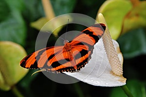 Closeup shot of a Dryadula butterfly with orange and black wings resting on a calla flower
