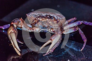 Closeup shot of a Dungeness crab - great for an article about underwater life