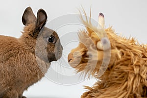 Closeup shot of a dwarf rabbit and a toy animal