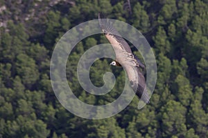 Closeup shot of an eagle soaring above the forest