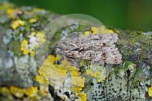 Closeup shot of  the Early Grey moth, (Xylocampa areola)