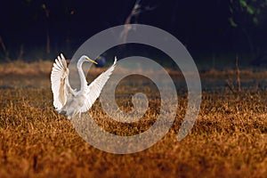 Closeup shot of an Eastern great egret with its wings open in a natural surroundings of dry grass