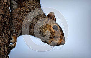 Closeup shot of an Eastern grey squirrel on a tree against a blue sky background.