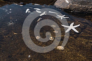 Closeup shot of Echinoderm Starfishes in water photo