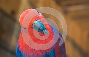Closeup shot of Eclectus parrot (Eclectus roratus)