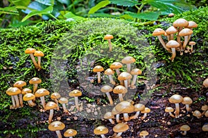 Closeup shot of edible mushrooms commonly known as sheathed wood