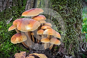 Closeup shot of edible mushrooms known as Enokitake