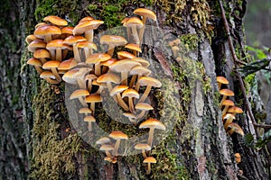 Closeup shot of edible mushrooms known as Enokitake