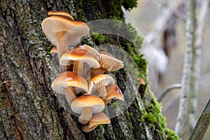 Closeup shot of edible mushrooms known as Enokitake