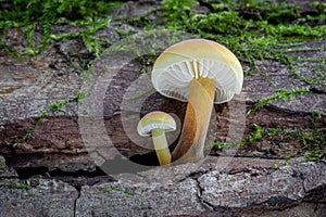 Closeup shot of edible mushrooms known as Enokitake