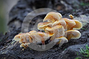 Closeup shot of edible mushrooms known as Enokitake