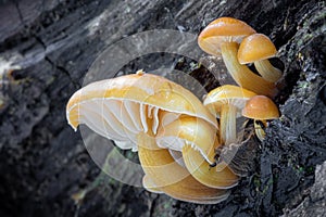 Closeup shot of edible mushrooms known as Enokitake