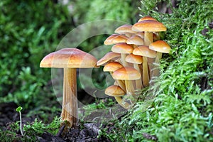 Closeup shot of edible mushrooms known as Enokitake