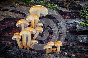 Closeup shot of edible mushrooms known as Enokitake