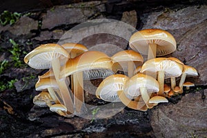 Closeup shot of edible mushrooms known as Enokitake