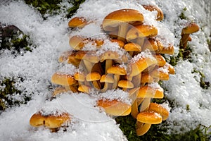 Closeup shot of edible mushrooms known as Enokitake
