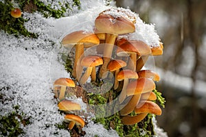 Closeup shot of edible mushrooms known as Enokitake