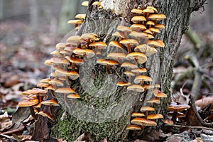 Closeup shot of edible mushrooms known as Enokitake