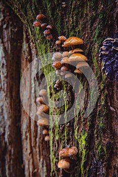 Closeup shot of edible mushrooms known as Enokitake Golden Needle mushroom Lily mushroom