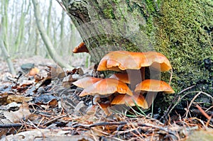 Closeup shot of edible mushrooms known as winter mushroom or Golden Needle (Flammulina velutipes)