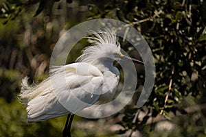 Closeup shot of an Egret bird with blurred background of natire photo