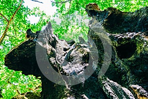 Closeup shot of the El Abuelo chestnut tree in Avila, Castile, Spain photo